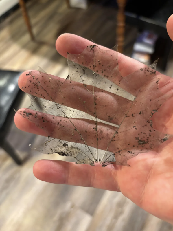 Hand holding a decayed leaf with only the skeleton of veins remaining