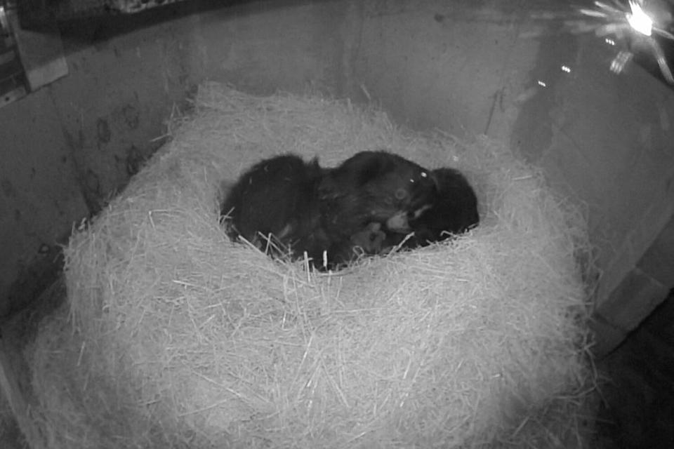 Andean Bear Cubs Born at Smithsonian’s National Zoo and Conservation Biology Institute