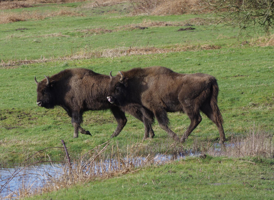 The herd of four bison will be in an enclosure near Canterbury, Kent, away from footpaths. (Kent Wildlife Trust/PA)