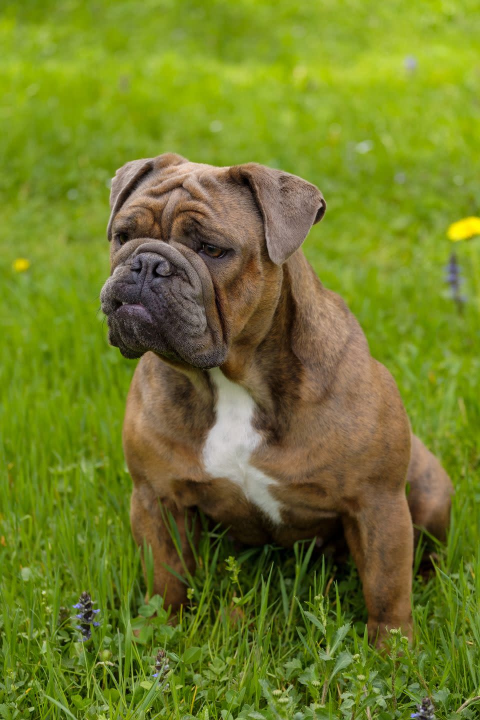 medium dog breeds english bulldog