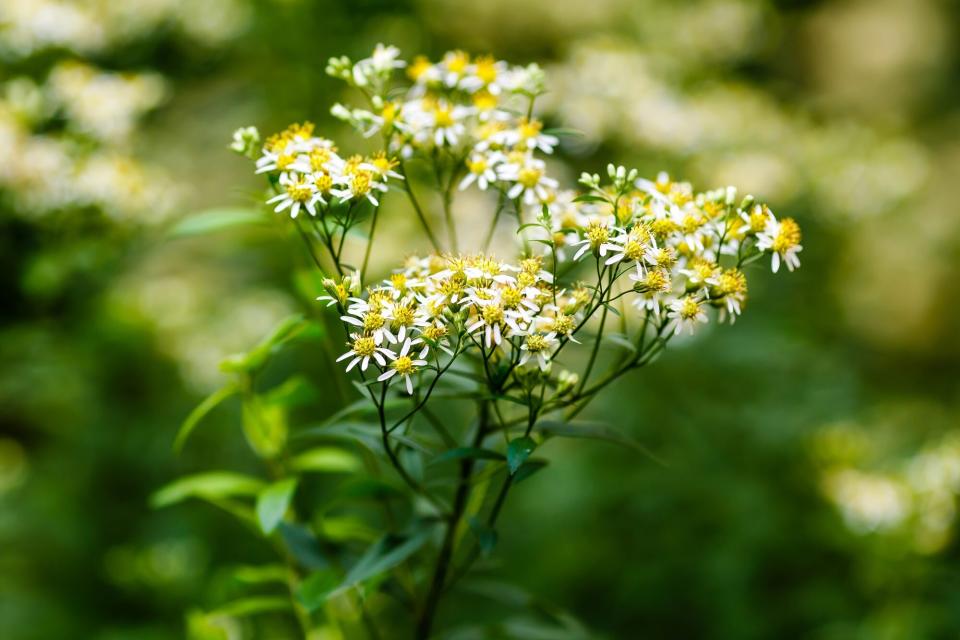 White wood aster or Eurybia schreberi in the garden