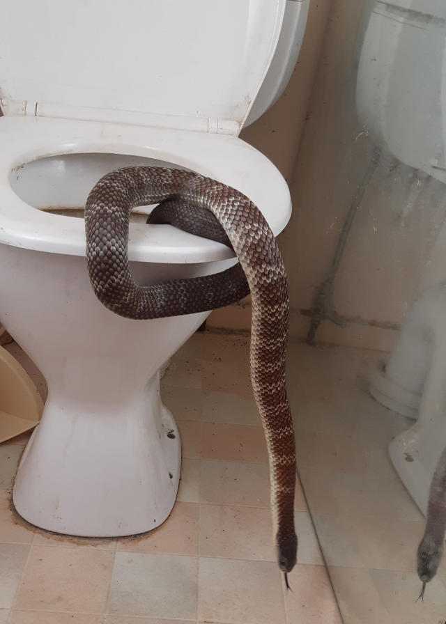 Massive snake slithers out of ladies' room toilet in Australia, becomes  your next nightmare