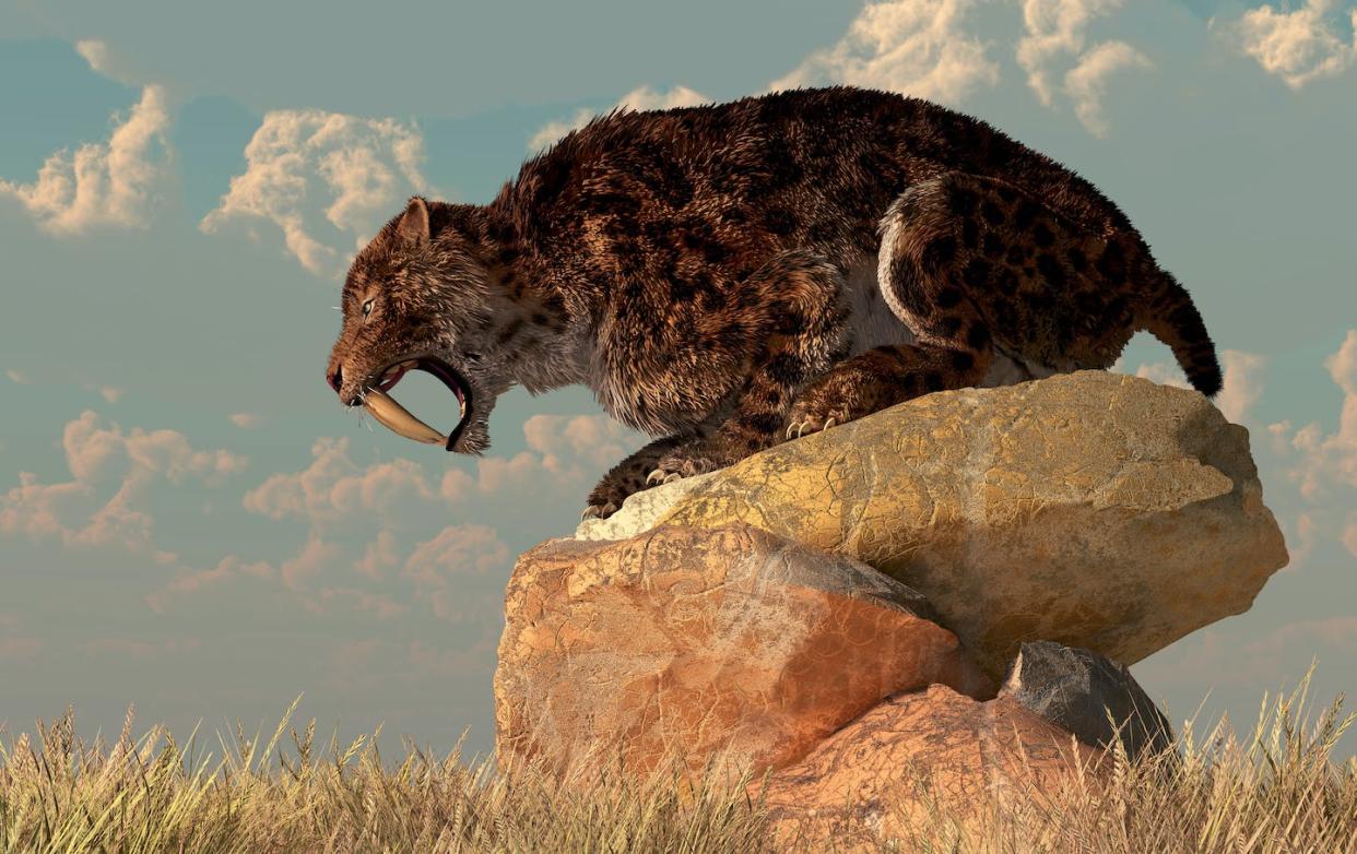 Heavier than a modern lion, these big cats were fearsome predators. <a href="https://www.gettyimages.com/detail/illustration/smilodon-sits-on-a-rock-surrounded-by-golden-royalty-free-illustration/168839739" rel="nofollow noopener" target="_blank" data-ylk="slk:Daniel Eskridge/Stocktrek Images via Getty Images;elm:context_link;itc:0;sec:content-canvas" class="link ">Daniel Eskridge/Stocktrek Images via Getty Images</a>