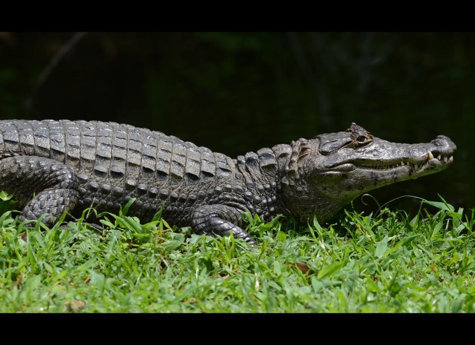 An aggressive, 12-foot-long alligator known to the community in Plantation, FL <a href="http://www.huffingtonpost.com/2012/02/09/gator-eats-dog-plantation_n_1265247.html" target="_hplink">ate a neighbor's dog</a>.