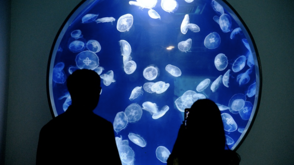 日本沿岸常見的海月水母，專程運來台灣展示，並搭配魔幻的藍光。(攝影者：程思迪)