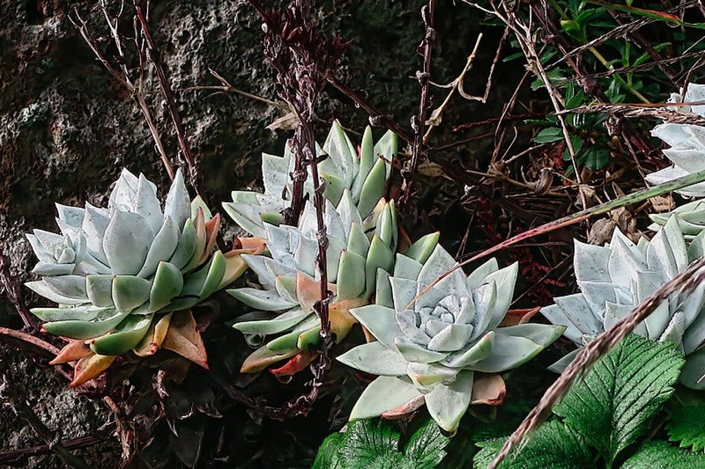 A South Korean man has been jailed for illegally smuggling Dudleya succulents  (Wikimedia/John Rusk)