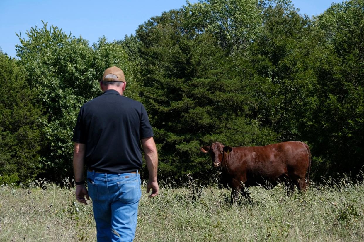 A Santa Gertrudis heifer watches Bart Barber approach from across his field in Farmersville, Texas, on Saturday, Sept. 24, 2022. (AP Photo/Audrey Jackson)