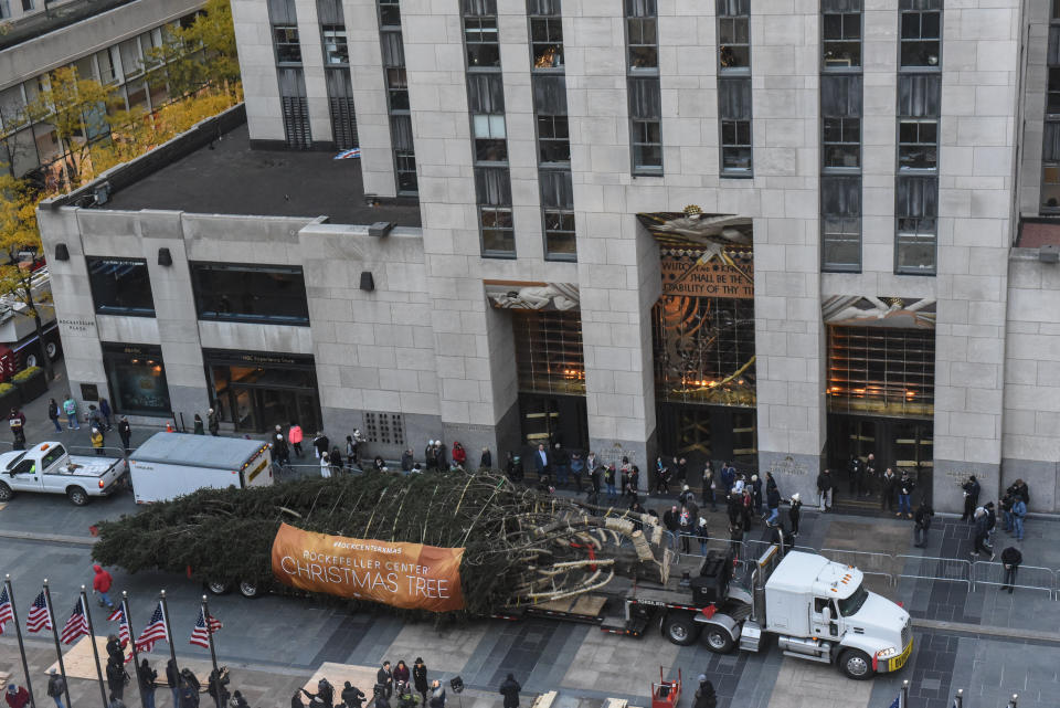 The Rockefeller Center tree arrives in Manhattan on a truck.