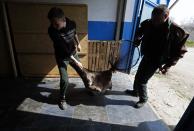 Dog catchers carry a stray dog taken from the streets of Bucharest to his cage at a shelter in Mihailesti April 3, 2014. Some 60,000 strays roam Bucharest. Last year, a four-year-old boy died after he was mauled by a stray beside a Bucharest park. Street protests demanded something be done about the dogs. The authorities began enforcing the euthanasia rules, which enable city halls to put down dogs caught in public spaces if they are not adopted within two weeks. Picture taken April 3, 2014. REUTERS/Bogdan Cristel (ROMANIA - Tags: ANIMALS SOCIETY)