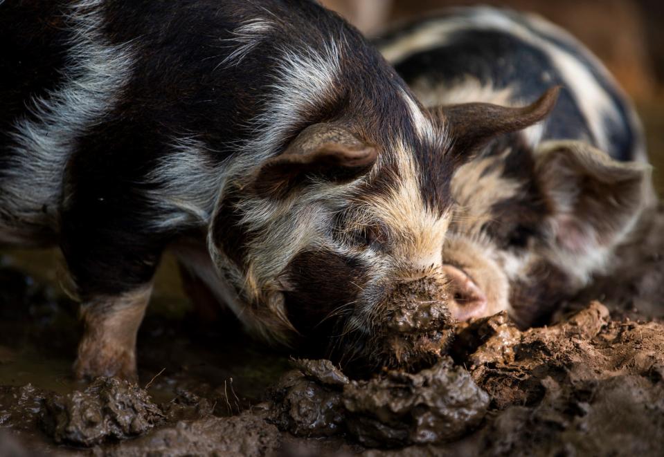 Kunekune piglets root around in the mud at Mkono Farm in southern Monroe County on Wednesday, July 12, 2023.