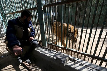 Palestinian Mohammad Oweida, a zoo owner, looks at a tiger inside an enclosure in Khan Younis in the southern Gaza Strip March 7, 2016. REUTERS/Ibraheem Abu Mustafa