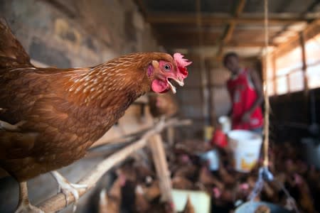 Victor Kyalo pours out feed for his chickens in a small household farm in the outskirts of Nairobi