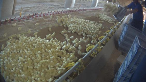 Chicks are poured onto a conveyor belt (Animal Equality)