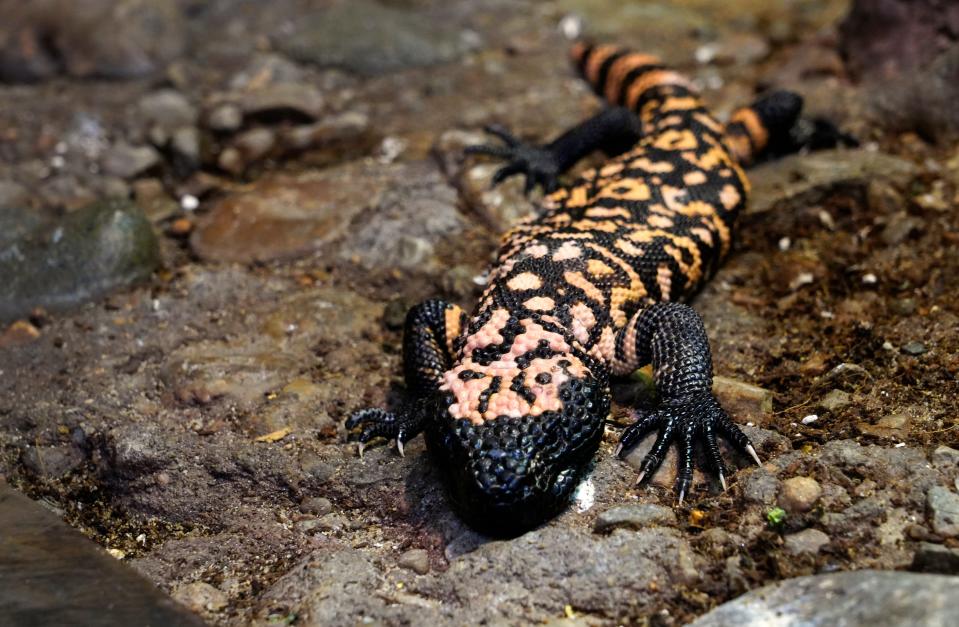 This Gila monster is part of the Cincinnati Zoo Babies month - May 2023 - at the Cincinnati Zoo and Botanical Garden.