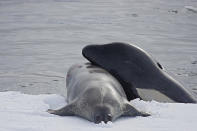 <b>Frozen Planet, BBC One, Wed, 9pm</b><br><b> Episode 1</b><br><br>An orca takes a seal and drags it into the water to drown it. This was after a three hour team hunt in which the entire pod co-operated in order to make giant waves that washed the seal from its initial ice floe, and then did side swipes with their tail, blew bubbles, rolled the ice floe and then eventually dragged the seal to its death. It is partly done as a training exercise for the younger members of the pod but is also to ensure that the seal is exhausted and won't turn round and attack. Captain Scott witnessed these hunts over 100 years ago – scientists today think that they may be the most complex team hunts in the natural world.