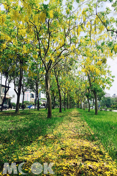 世賢路一段盛夏黃金雨阿勃勒 (圖片提供／mini8974155)