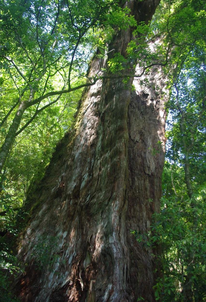 拉拉山擁有全台第2老的紅檜巨木，樹齡1495年。（圖／林務局提供）
