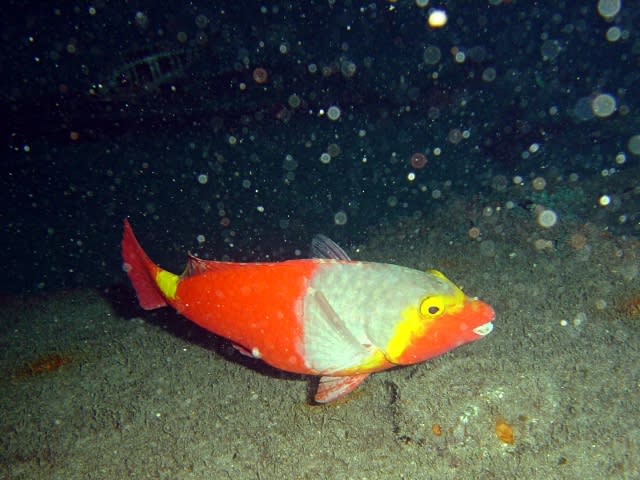 <i>Sparisoma cretense</i> pez más conocido en Fuerteventura como vieja colorada o loro viejo. (Crédito imagen: Wikipedia).