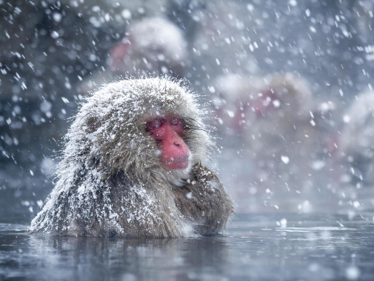 Japanese macaques are well known for taking baths in hot springs, and now researchers have confirmed they do this to de-stress, just like humans: Kento Mori