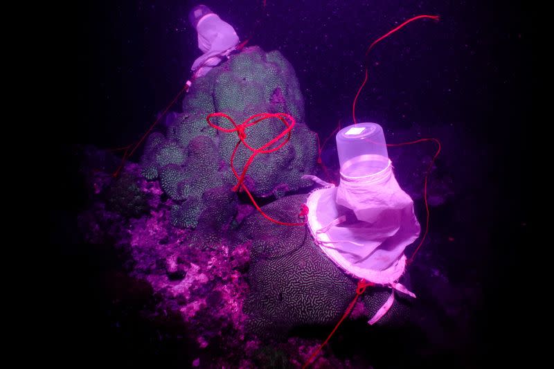 A lesser valley coral covered by nets set to collect coral eggs and sperm is seen in the waters off Man Nai Island