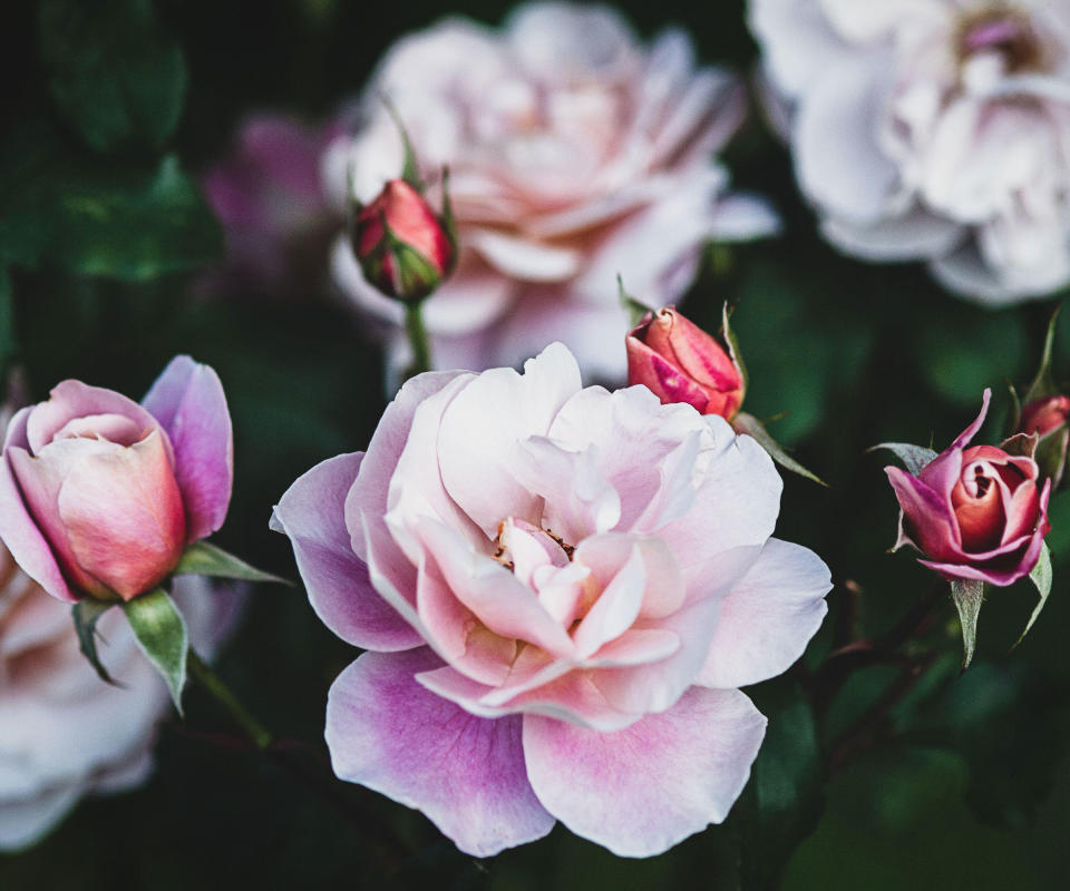 Pale pink shrub rose 'Distant Drums'