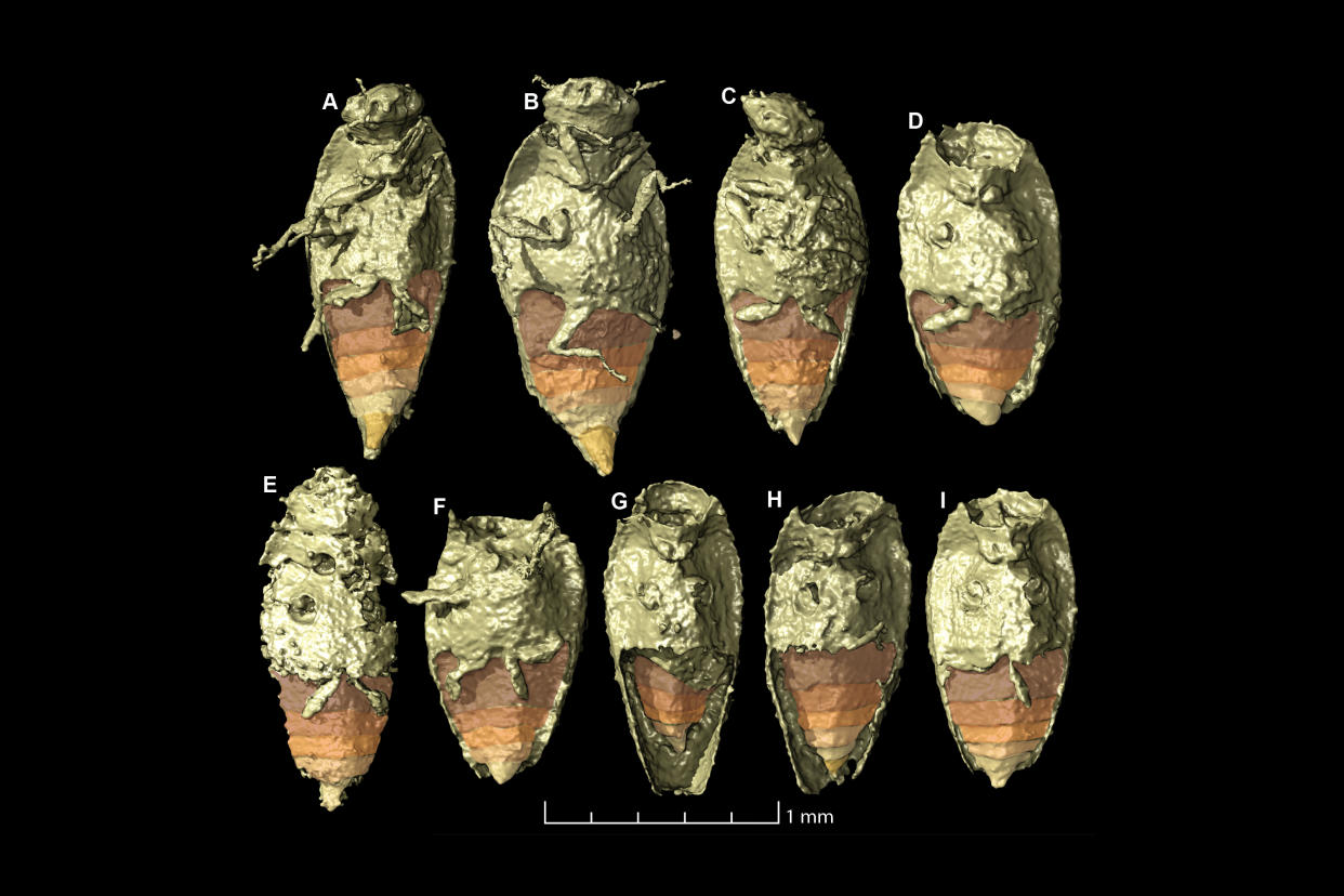Un modelo en 3D muestra los escarabajos que quedaron preservados en el coprolito, o excremento fosilizado, de un ancestro de dinosaurio. (Qvarnstrom et al. vía The New York Times).