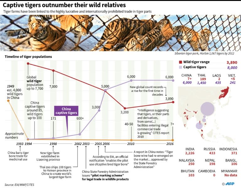 Captive tigers outnumber their wild relatives