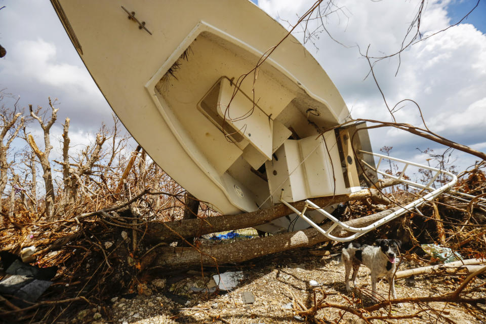 In this Sept. 16, 2019 photo, a dog emerges from beneath a boat lodged in the backyard of a home in High Rock, Grand Bahama, Bahamas. Hurricane Dorian Dorian left a calamitous trail of destruction in the Bahamas; at ground zero lay the Abaco Islands and Grand Bahama. (Chris Day/University of Florida via AP)