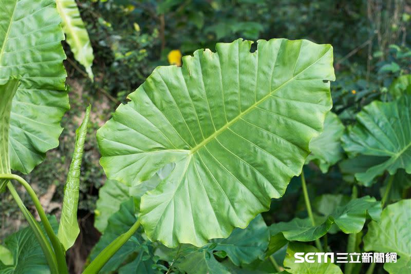 姑婆芋（如圖）葉面質地光滑，和芋頭不一樣。（圖／記者陳弋攝影）