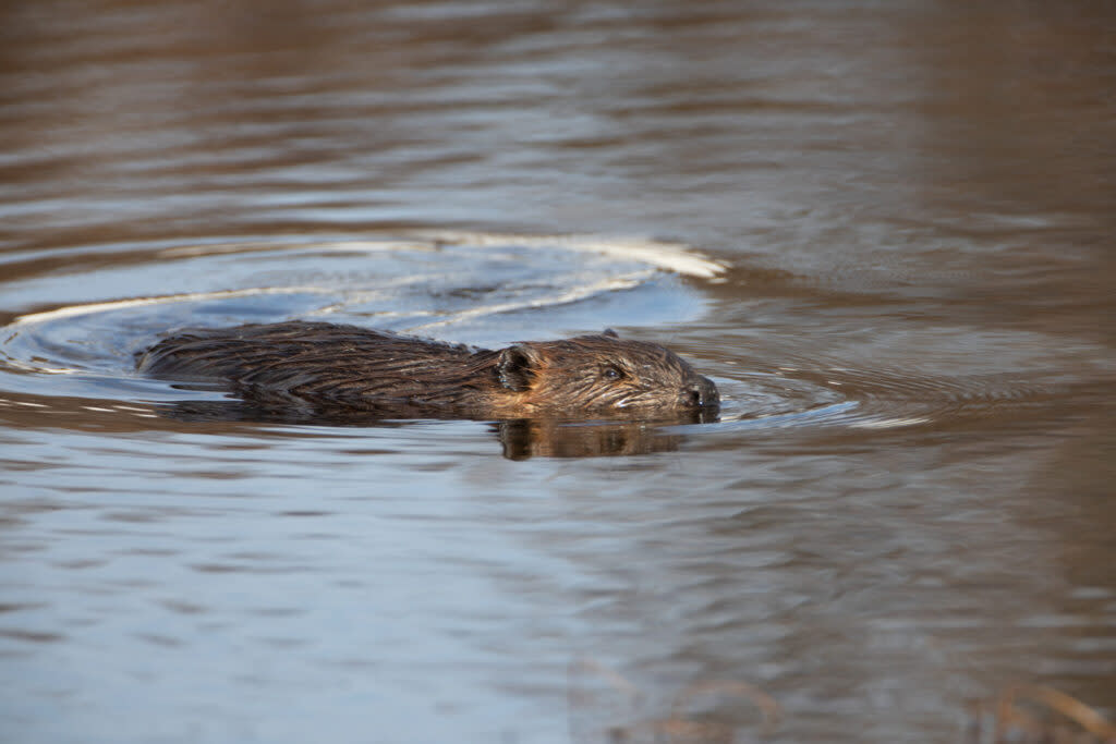 A beaver swimming across a pond in Alaska.