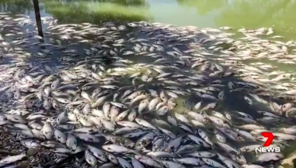 Nearly a million fish have died in an “environmental catastrophe”.. Source: 7News