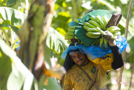A man carries bananas at the Tropical Nordeste S.A farm, in Limoeiro do Norte, in Ceara state, January 16, 2015. REUTERS/Davi Pinheiro