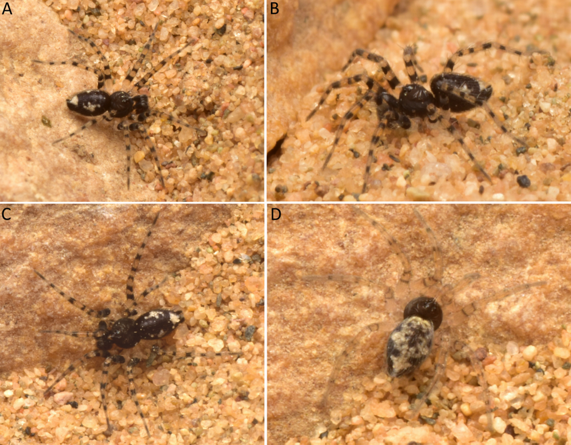 Several males (A, B, C) and a female (D) Oecobius thar, or Thar Desert wall spider. Photos from Rishikesh Tripathi
