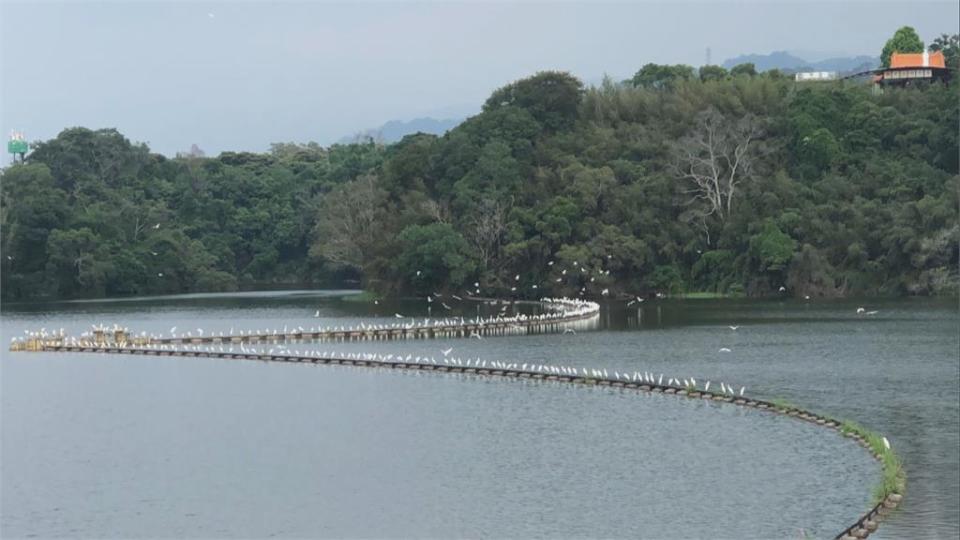 黃頭鷺往南大遷徙　苗栗公館、三義天空中出現白色「鳥河」