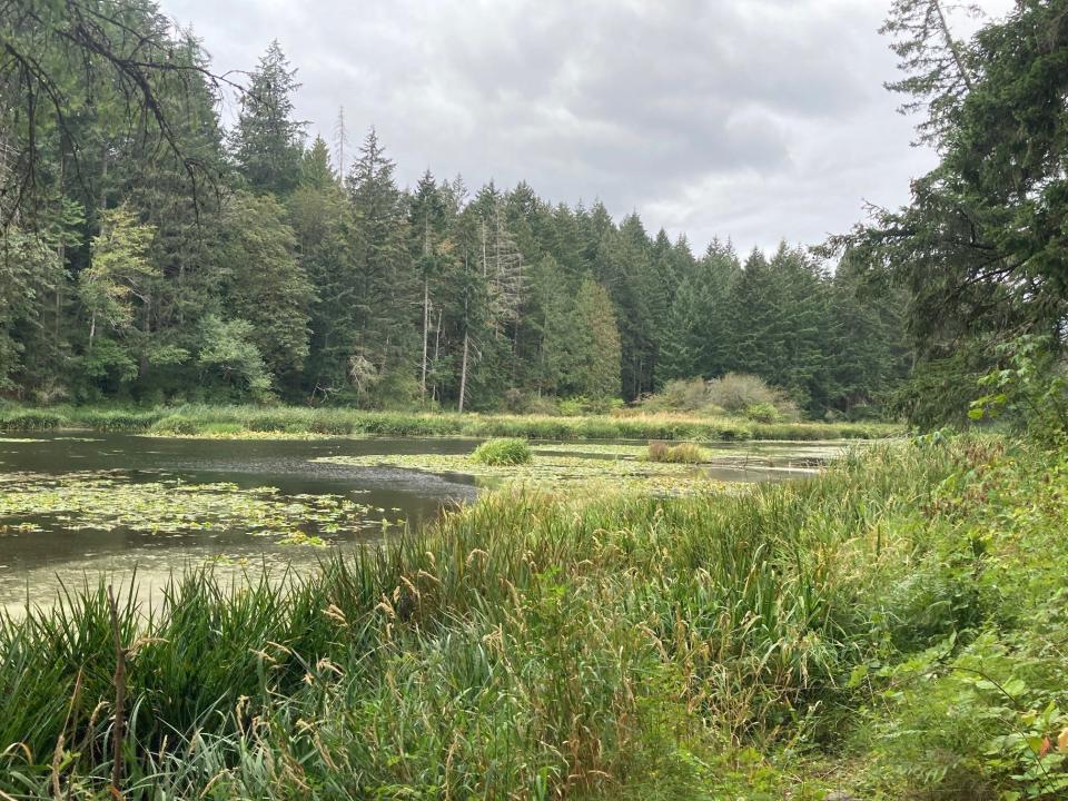 Wetlands and old growth Douglas fir and cedar trees in Hemer Provincial Park.