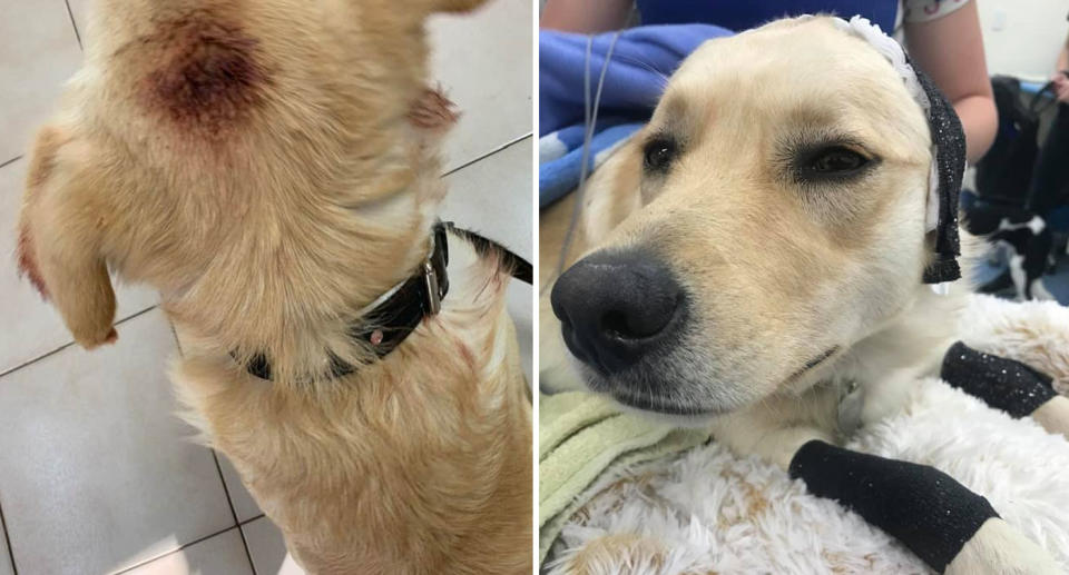 Photos of the pooch who was in intensive care following the senseless bashing in Queensland.