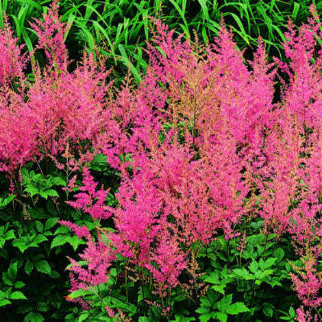 Astilbe