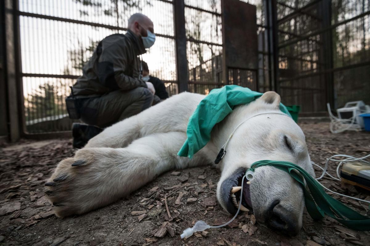 Coronavirus News: Tiger at NYC's Bronx Zoo Tests Positive - Bloomberg