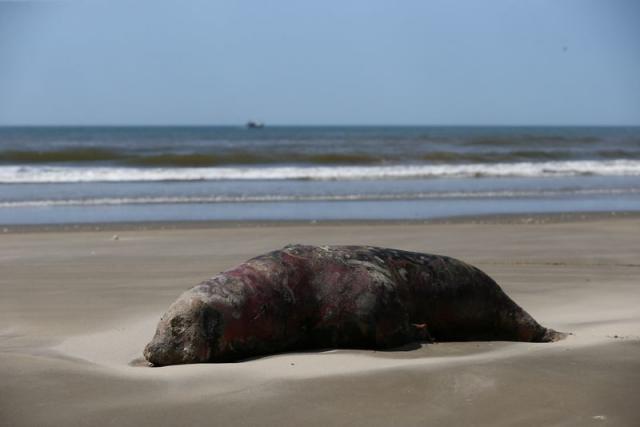 Unusual' seal deaths in Maine linked to avian flu