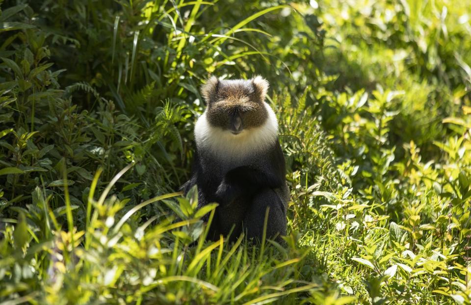 A Sykes’ monkey roams at the Aberdare National Park in Nyeri, Kenya, Jan. 24, 2024. The Kenyan government wants to build a tarmac road to connect two counties through the Aberdare Range and scientists and conservationists say the project would have an irreversible impact on the ecosystem. (AP Photo/Brian Inganga)