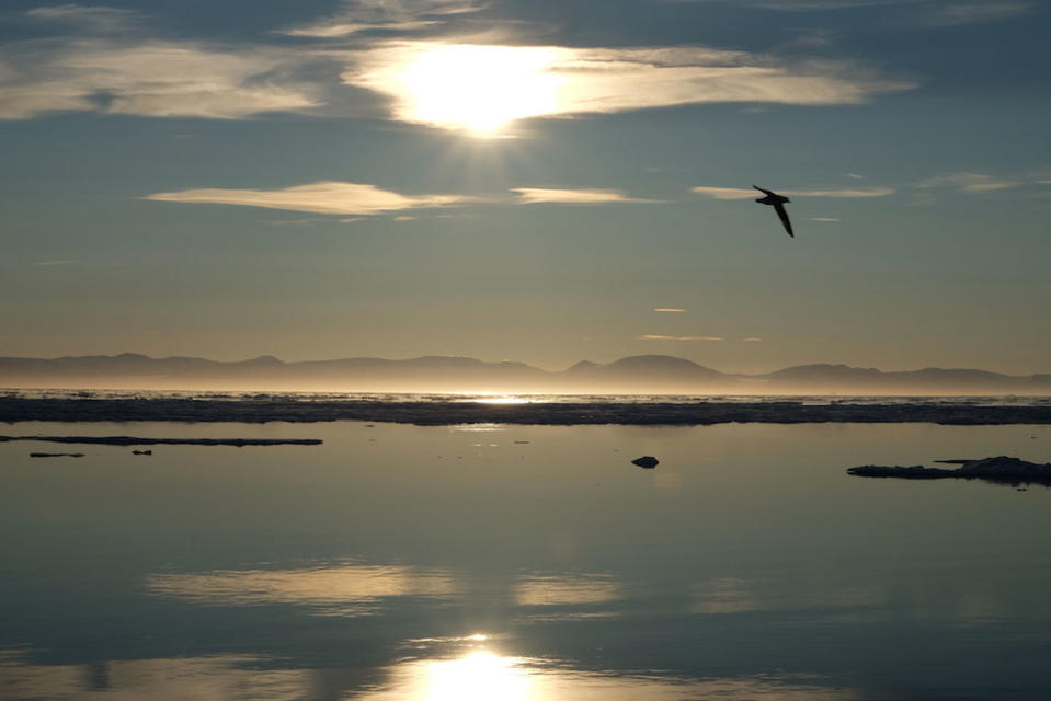 A seabird soars over the water. <cite>Alex Moravek</cite>