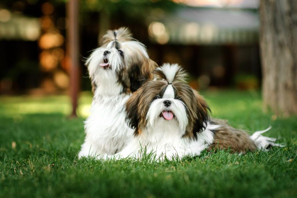 Two brown and white shih tzus with front ponytails lay in a yard