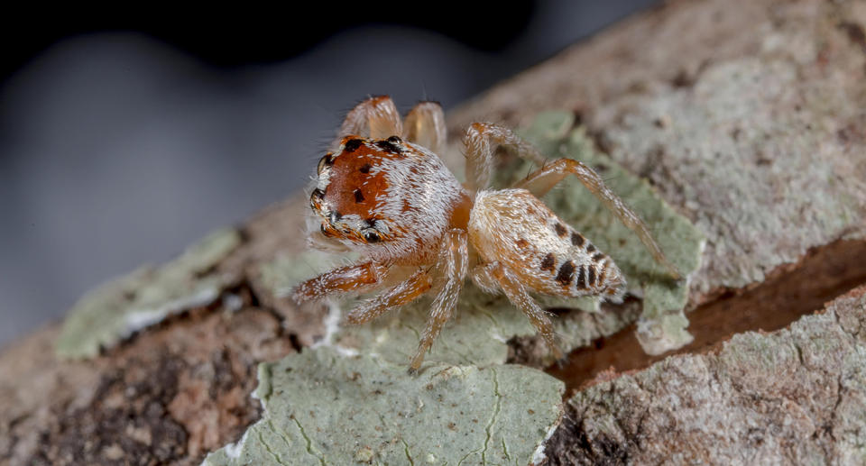 Queensland Cooloola Coast BioBlitz spider was named after prince of darkness Baalzebub.