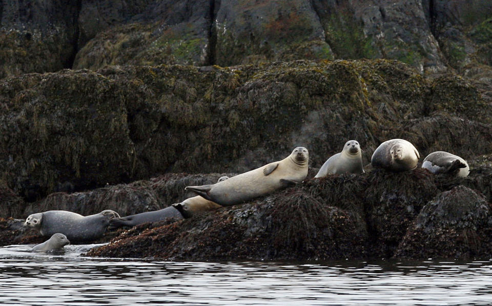 In this photo made Monday, April 25, 2011, harbor seals rest on a ledge off Camden, Maine. On a three-day cruise the Mary Day's passengers saw seals, porpoises and several types of seabirds. (AP Photo/Robert F. Bukaty)