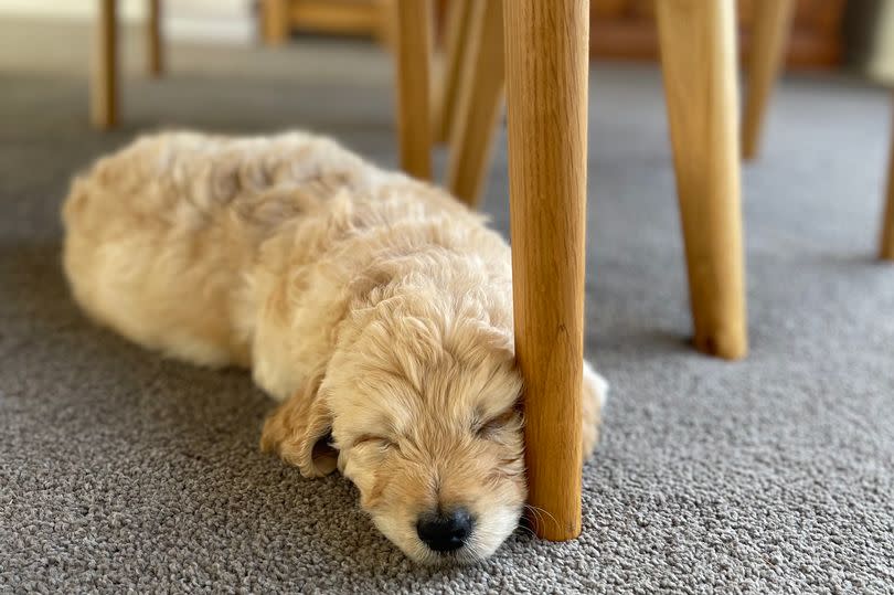 Already feeling at home, the seven-week-old puppy was taken to vet Oliver Reeve to be put to sleep