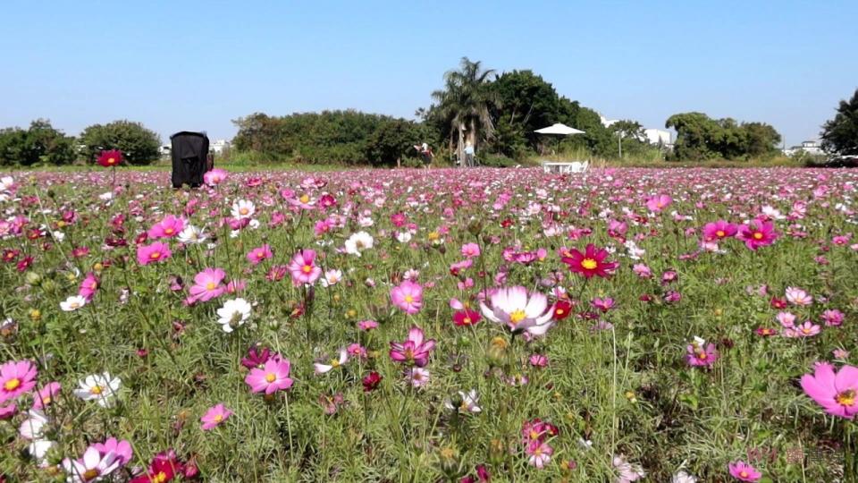 ▲為提供民眾春遊賞花的好去處，彰化市公所種植多色波斯菊、向日葵，打造8公頃多的遼闊花海，歡迎全省各地的民眾前來感受花開正好的浪漫氛圍。（記者陳雅芳攝）