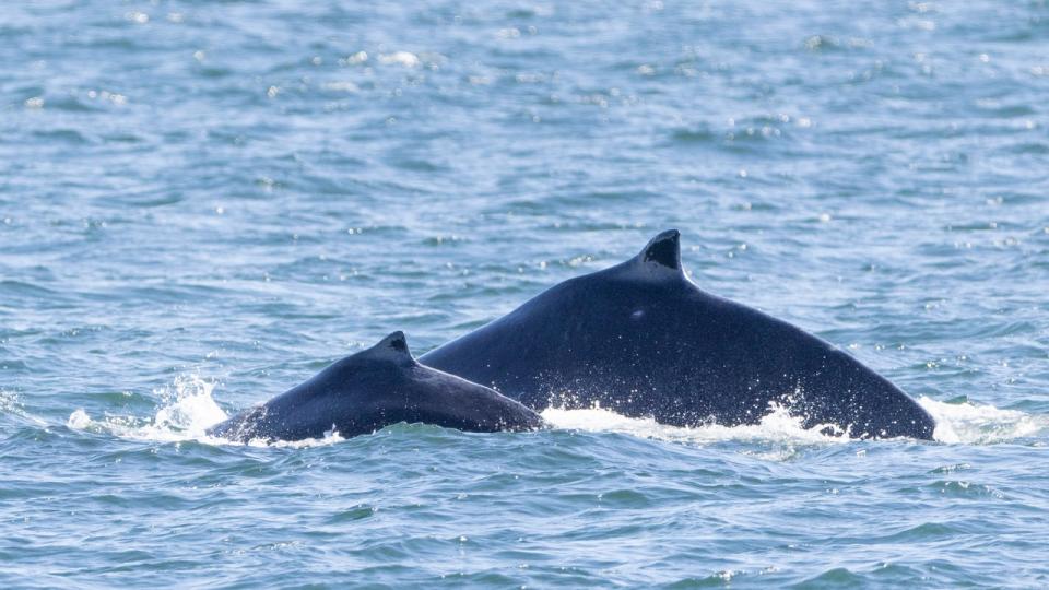 <div>Black Pearl and her 2024 calf.</div> <strong>(Clint William, Eagle Wing Tours, PWWA)</strong>