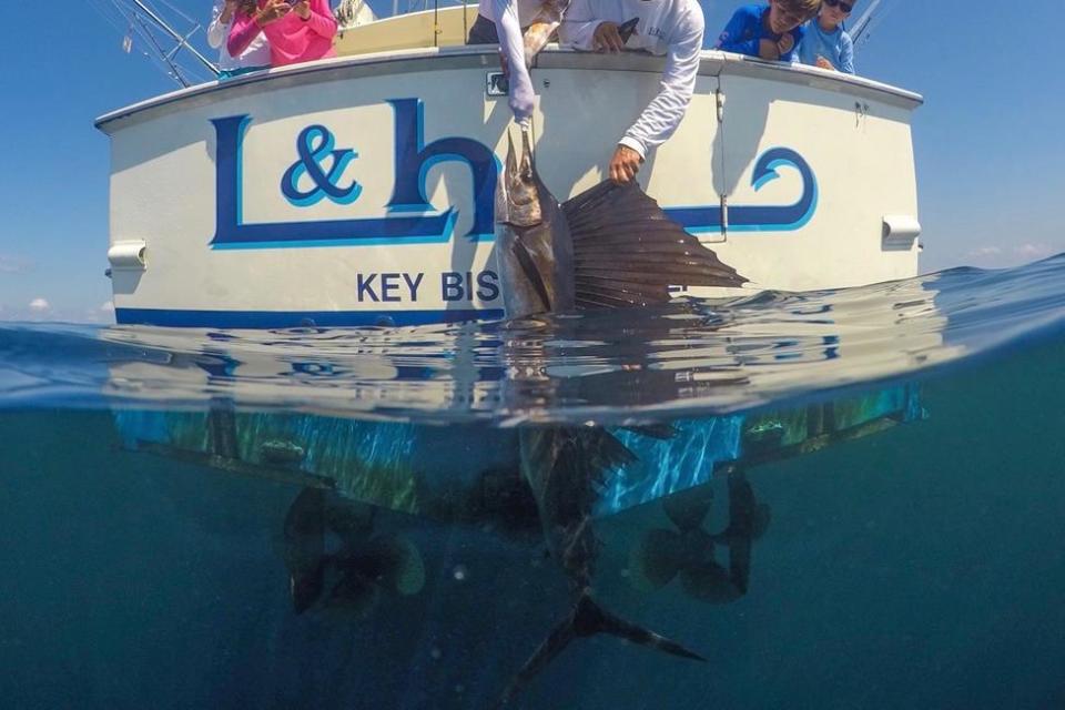 sailfish vs. swordfish 2