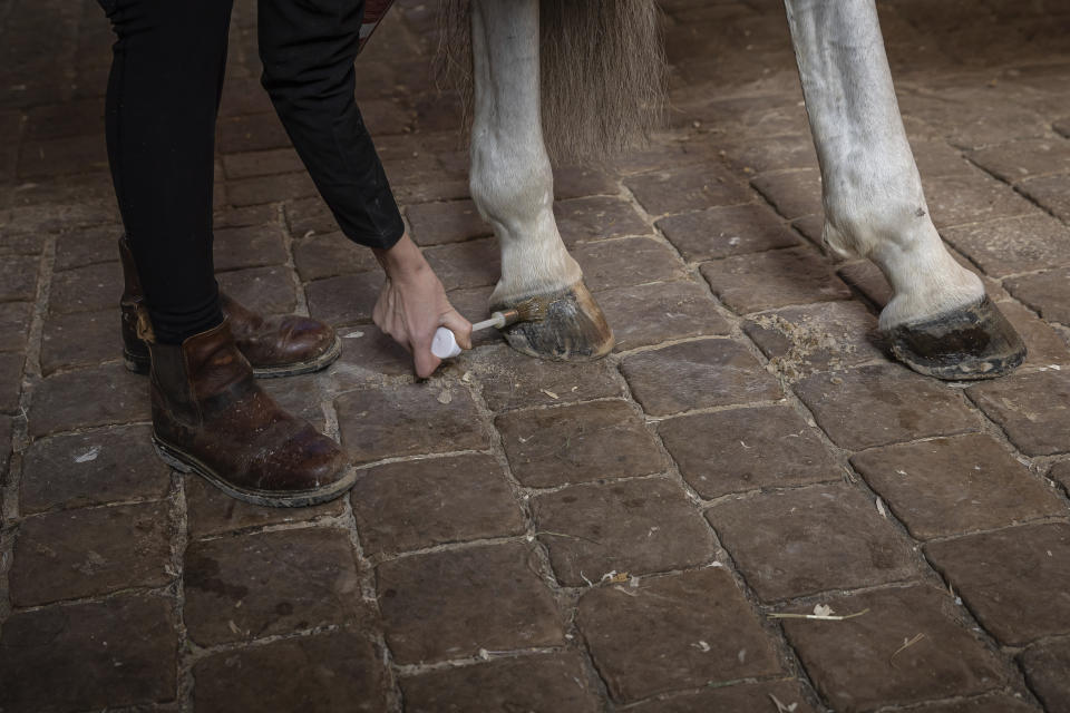 A horsewoman applies oil to her horse's hooves in the royal stables, in Versailles, Thursday, April 25, 2024. More than 340 years after the royal stables were built under the reign of France's Sun King, riders and horses continue to train and perform in front of the Versailles Palace. The site will soon keep on with the tradition by hosting the equestrian sports during the Paris Olympics. Commissioned by King Louis XIV, the stables have been built from 1679 to 1682 opposite to the palace's main entrance. (AP Photo/Aurelien Morissard)