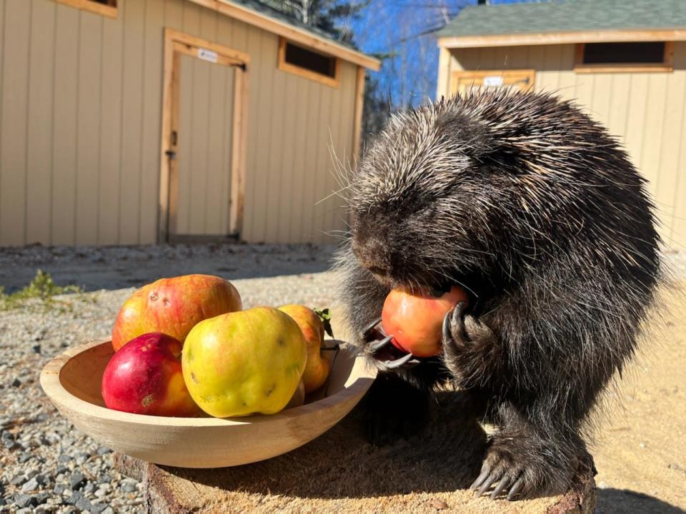 North American porcupine ambassador Henry enjoys his apples at Center for Wildlife.